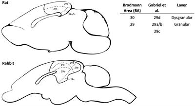 Retrosplenial cortex and aversive conditioning